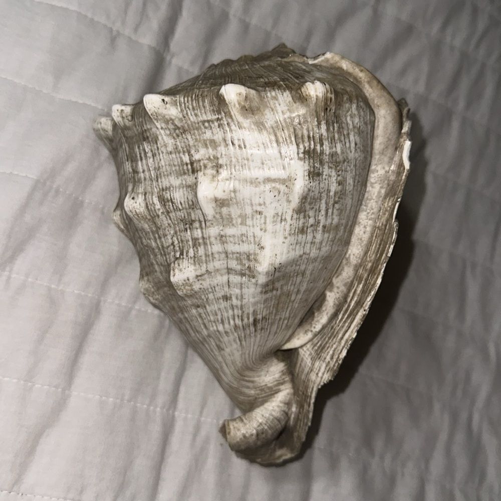 Large Ocean Shell - Picture 5 of 6
